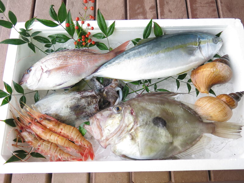富山湾黒部漁港朝どれ直送便「鮮魚おまかせセット」