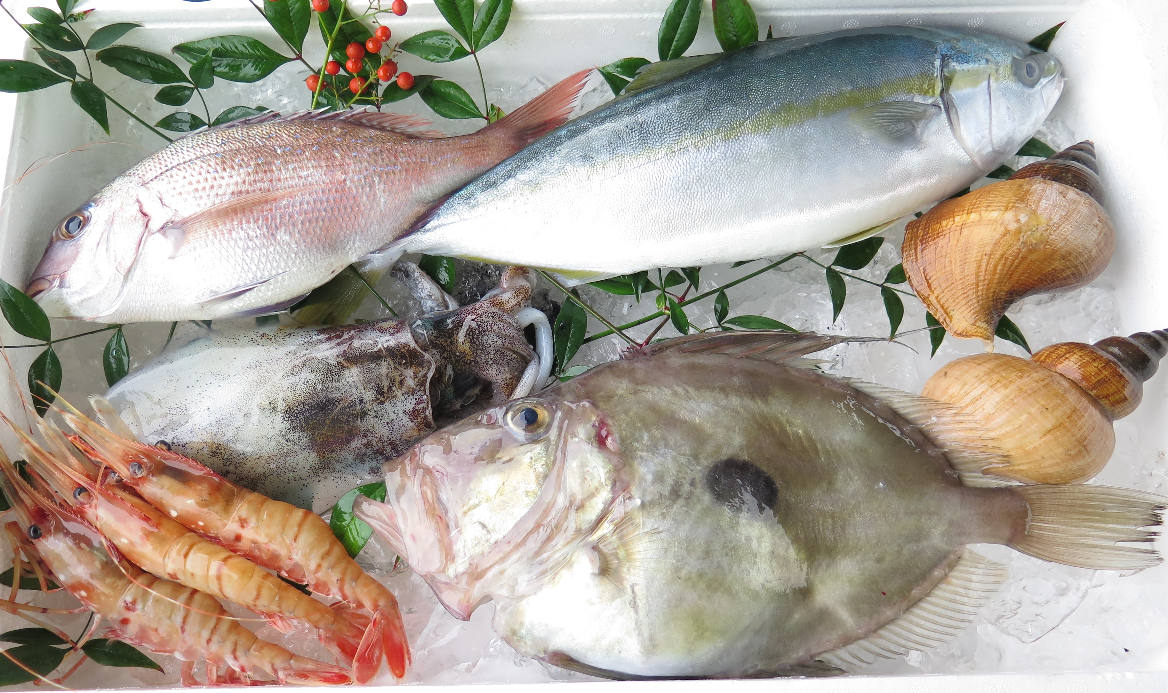 ＊父の日ギフト*　さばいてお届け！とれたて鮮魚セット　3～５種